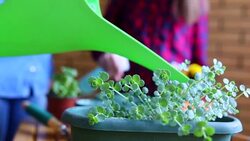 Watering plants at home Stock Footage