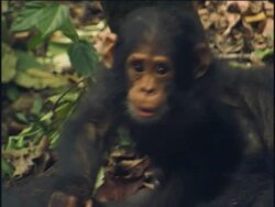 CU, HA, Young chimpanzee (Pan troglodytes) climbing on adult, Gombe Stream National Park, Tanzania Stock Footage