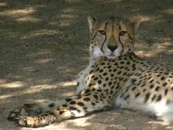 HD 1080i Cheetah 1 Stock Footage