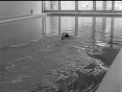 SWIMMING SENSATION News Clip