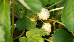 strawberry in nature Stock Footage