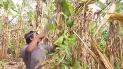 Farmer working on banana harvest in Nicaragua. With the knife cuts the branch and gets the fruit. Stock Footage