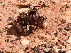 Asteriscus hierochunticus opens in the rain. Time laps. Stock Footage