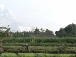 Merapi volcano erupts whilst a man works in a field near the mountain; Indonesia. 7 November 2010 / AUDIO Stock Footage