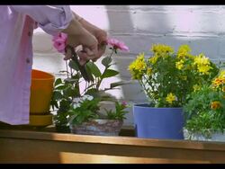Zoomed view of woman using scissors to cut and trim her flowers. Stock Footage