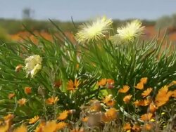 WS View of Yellow petalled succulent surrounded by Namaqualand daisies / Namaqualand, Northern Cape, South Africa Stock Footage
