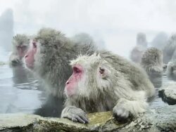 Japanese Macaque (Macaca fuscata), Onsen of Jigokudani yaenkoen, Nagano Prefecture, Japan Stock Footage