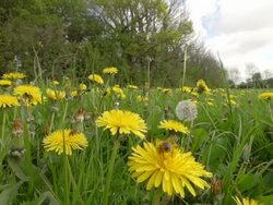 MS SLO MO Shot of Honey bee nectar feeding in organically farmed flower meadow / Newcastle Emlyn, Ceredigion, United Kingdom Stock Footage