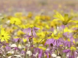 MS Shot of Wild flowers of Namaqualand carpeting flat land / Namaqualand, Northern Cape, South Africa Stock Footage