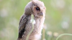 portrait of a Collared scops owl in the nature Stock Footage