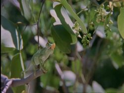Flapnecked chameleon, Chamealeo dilepis, on branch snatching bee with tongue, front view, Botswana, Africa Stock Footage