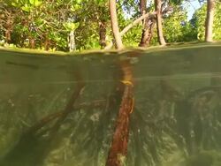 MS TD PAN Shot of Mangrove tree emerging from estuary and revealing submerged prop roots and algae / Pemba, Cabo Delgado, Mozambique Stock Footage