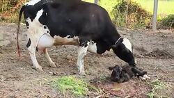 Cow cleaning her newborn with Zoom Out Technique Stock Footage