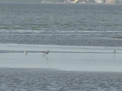 Water birds in the ocean feeding Stock Footage