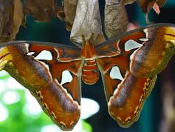 butterfly Stock Footage