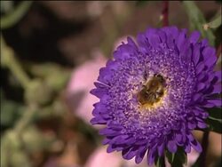 Paris is abuzz with bees News Clip