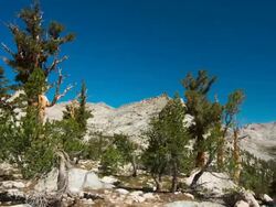 Bristlecone Grove Stock Footage