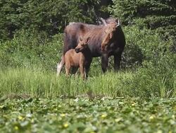MS Shot of Calf moose (Alces alces) cow moose with newborn calf stand next tolilly pad filling lake at sunrise / Ward, Colorado, United States Stock Footage