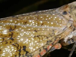 Lantern Bug (Fulgora laternaria) Stock Footage