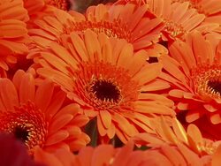 Close up of orange-red flowers. Stock Footage