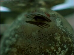 ECU Underwater view of tadpoles mouth, England Stock Footage