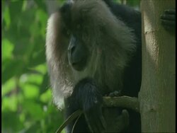 CU Liontail macaque, Macaca silenus, looking towards camera, Western Ghats, India Stock Footage