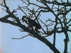 Howler Monkey (Alouattinae), silhouetted monkey walks down branch. Stock Footage