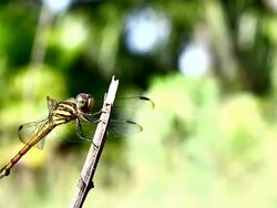 dragonfly Stock Footage