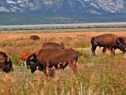 Bison Grazing in field Stock Footage