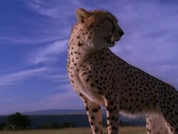 Hand held low angle shot of a cheetah standing and looking around then moving back to reveal that it standing on a vehicle's bonnet Stock Footage