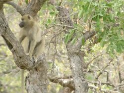 MS Shot of Chacma baboon sitting on branch of tree observing surroundings / Okavango Delta, North West District, Botswana Stock Footage