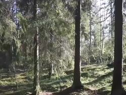 Forest Walk Stock Footage
