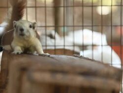 squirrel lying in the cage. Stock Footage