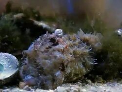 Aplysia sp-sea rabit ,time lapse Stock Footage