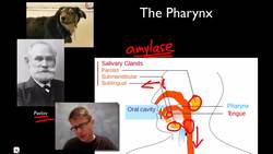 The Digestive System Instructional Video