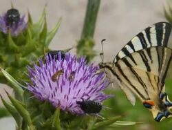 close-up of beautiful butterflies Stock Footage