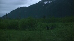 Bears play in a meadow. Stock Footage