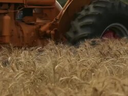 Harvesting Wheat HD 1080 Stock Footage