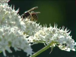 Apiary. Stock Footage
