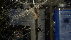 A black widow spider crawls away from a moth trapped in its web. Stock Footage