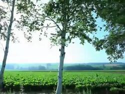 WS POV Betula platyphylla tree at near sunflower field / Furano, Hokkaido, Japan Stock Footage