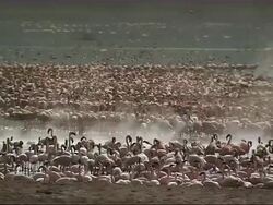 WS Pink flamingos standing in steamy water at shore of lake / Lake Bogoria, Kenya Stock Footage