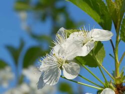 HD DOLLY: Sour Cherry Blossom Stock Footage
