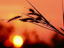Grass Flower At Sunset Stock Footage