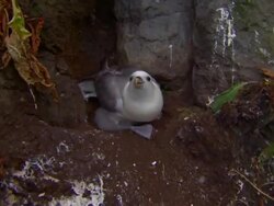 A Northern Fulmar spits near a rock covered with bird droppings in Iceland. Stock Footage
