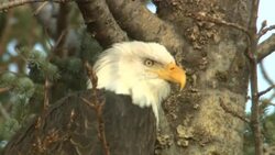 A bald eagle perches in a tree and looks around. Stock Footage