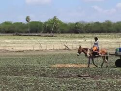WS View of Families collecting water and going to house / Pilao Arcado, Bahia, Brazil Stock Footage