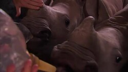 Rhino Calves Being Fed At Rhino Orphanage News Clip
