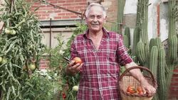 Proud senior man cutting tomatoes in his allotment Stock Footage
