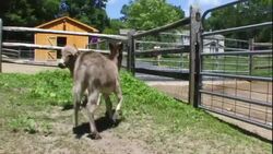 Two donkey foals play in a corral. Stock Footage